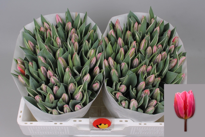 <h4>TU EN PRETTY PRINCES</h4>