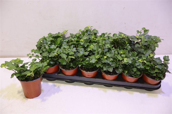 <h4>Hed He Wonder</h4>