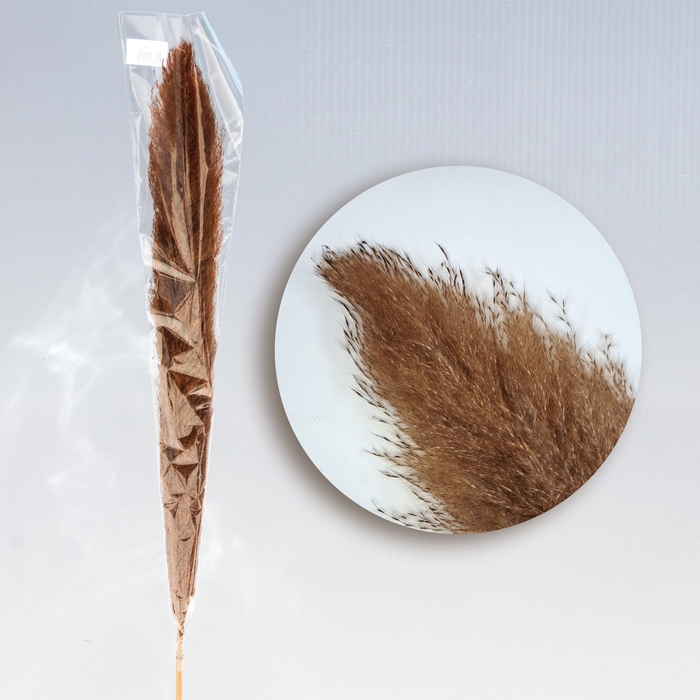 <h4>Pampas XL taupe</h4>