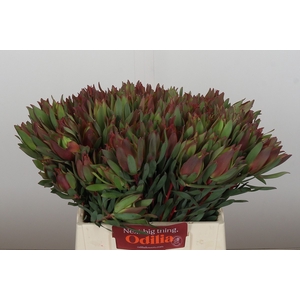 Leucadendron Highlight
