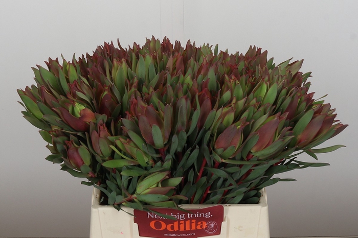 <h4>Leucadendron Highlight</h4>