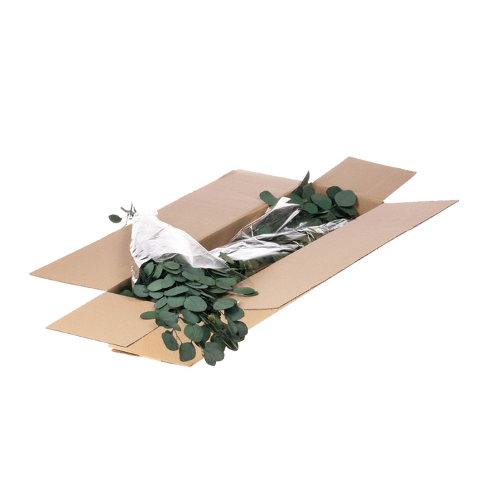 <h4>Eucalyptus Populus Preserved Sb Moss Green</h4>