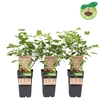 Ribes