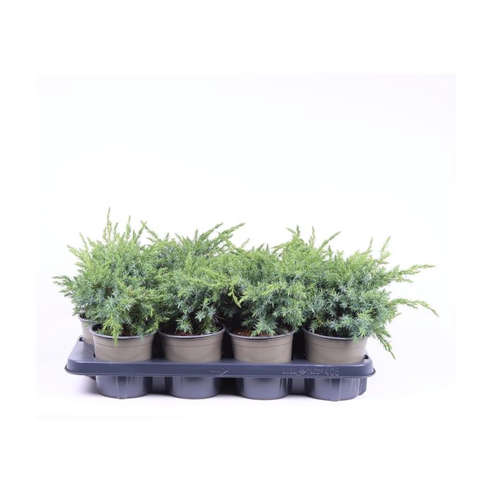 <h4>Juniperus squamata 'Blue Swede'</h4>