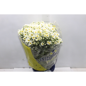 CRISANTEMO BOLA BELGA P20 BRANCO