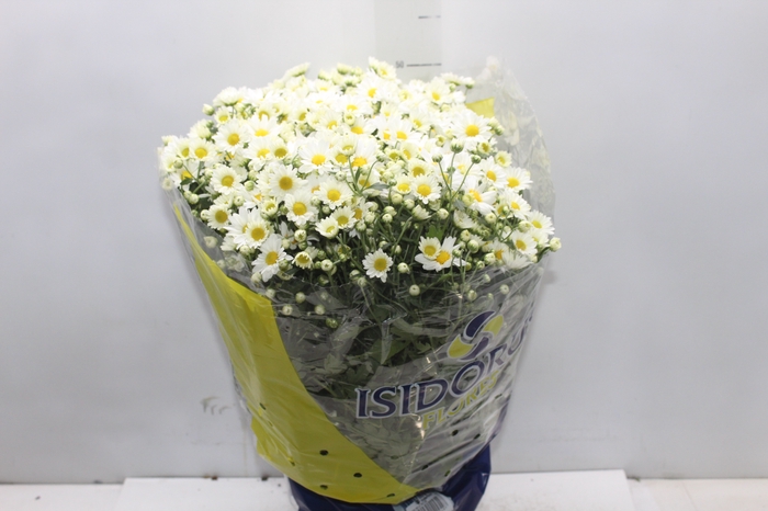 <h4>CRISANTEMO BOLA BELGA P20 BRANCO</h4>