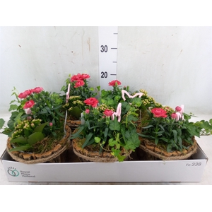 Arr.   Tuinplanten L%