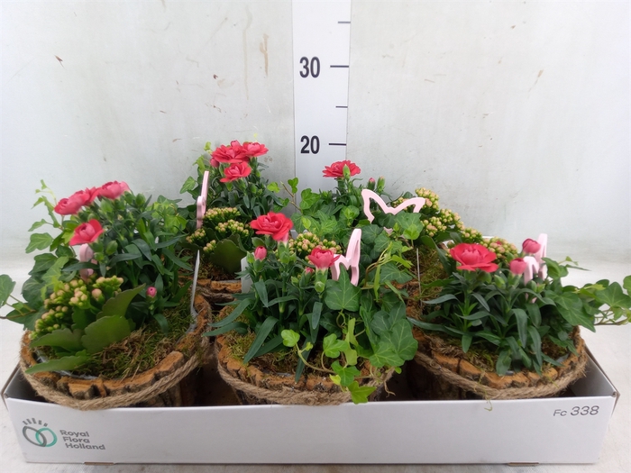 <h4>Arr.   Tuinplanten L%</h4>