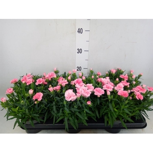 Dianthus  'Oscar Pink'