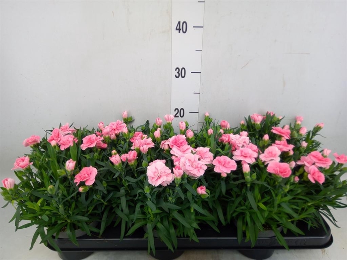 <h4>Dianthus  'Oscar Pink'</h4>
