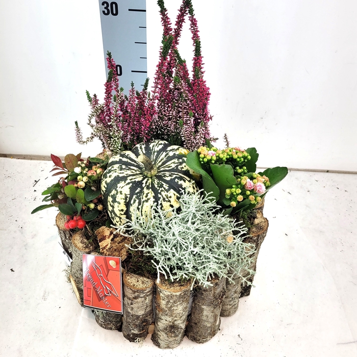<h4>ARR TUINPLANTEN</h4>