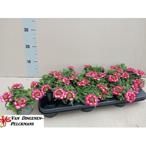 VERBE MA MAGIC ROSE