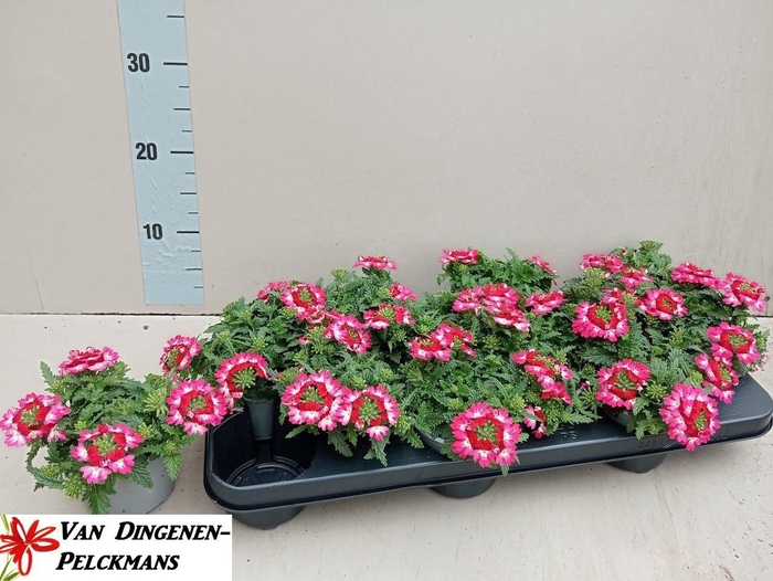 <h4>VERBE MA MAGIC ROSE</h4>