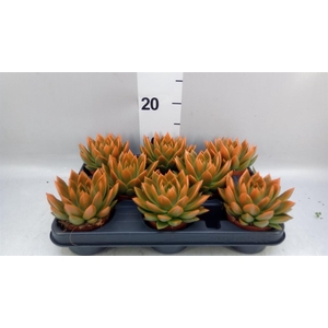 Echeveria  'Miranda'