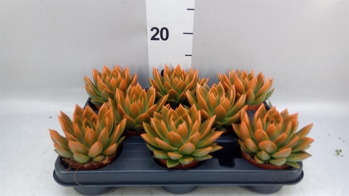<h4>Echeveria 'Miranda'</h4>