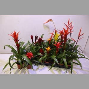 Bromelia Gem 15 Srt