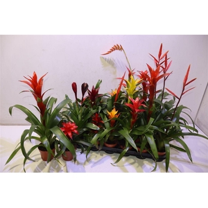 Bromelia Gem 15 Srt