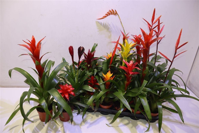 <h4>Bromelia Gem 15 Srt</h4>