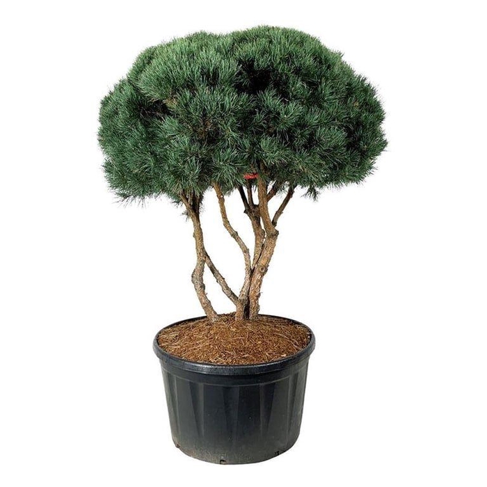 <h4>Pinus sylv. 'Watereri'</h4>