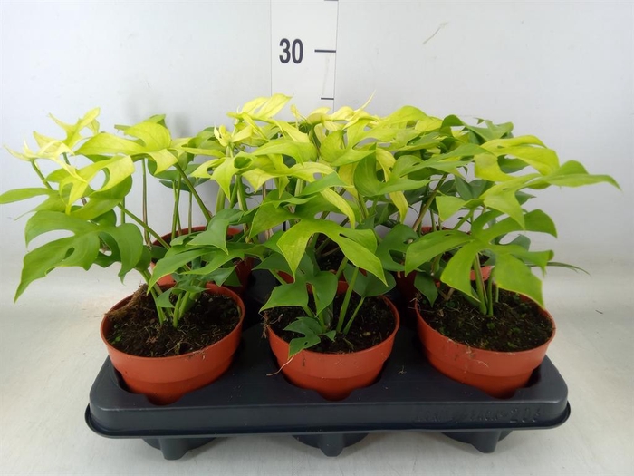 <h4>Rhaphidophora tetrasperma</h4>