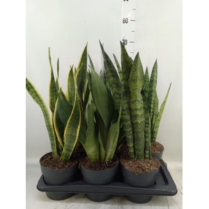 Sansevieria trifa.   ...