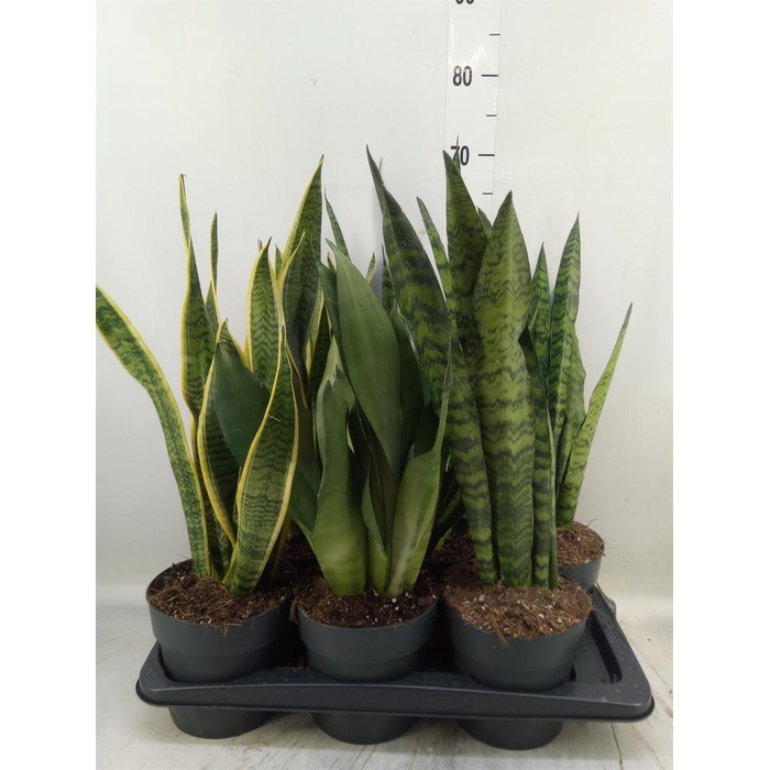 <h4>Sansevieria trifa.   ...</h4>