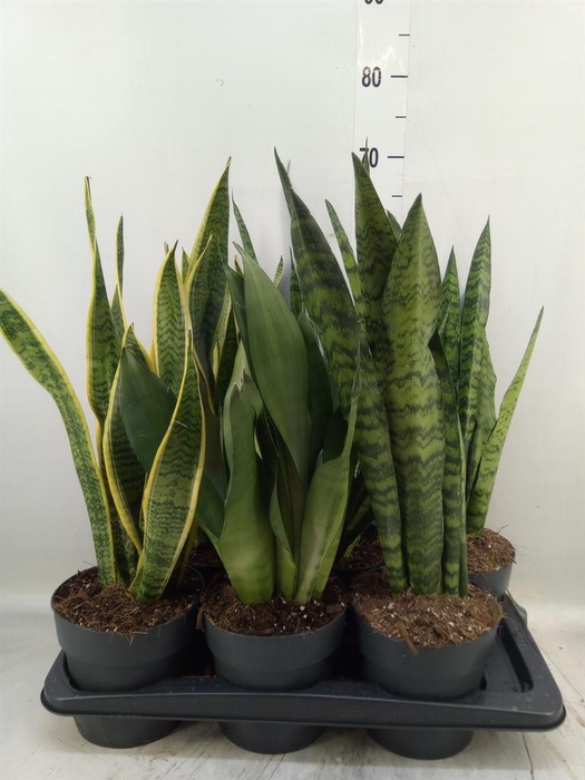 Sansevieria trifa.   ...