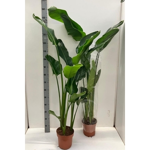 STRELITZIA NICOLAI