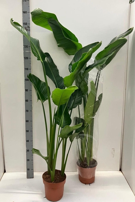 <h4>STRELITZIA NICOLAI</h4>