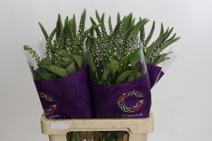 <h4>Lysimachia Elisabeth</h4>