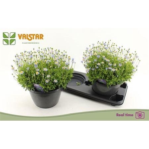 ** Feli Am Felicit Blue * Spring Deal *