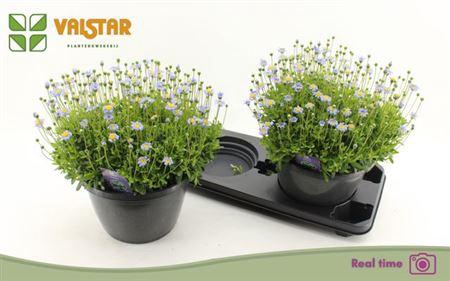 <h4>** Feli Am Felicit Blue * Spring Deal *</h4>