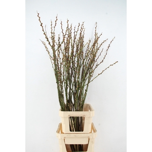 SALIX COOPER VERTAKT 150CM