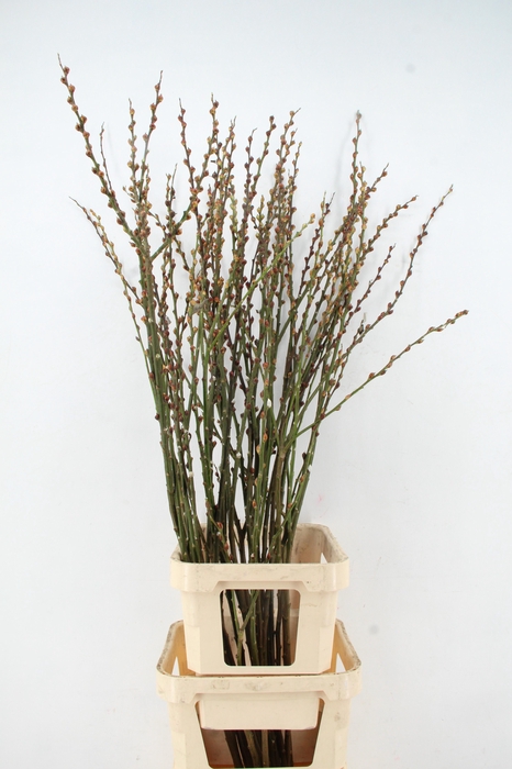<h4>SALIX COOPER VERTAKT 150CM</h4>