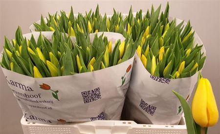 <h4>Tu En Strong Gold</h4>