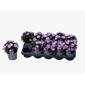 ASTER D AL PURPLE RO