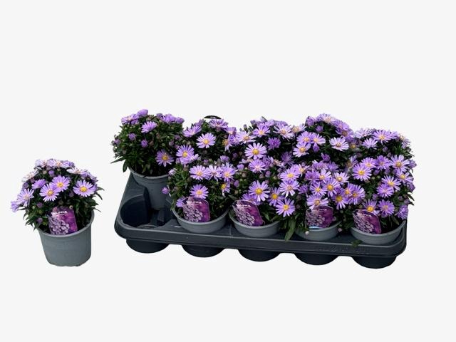 <h4>ASTER D AL PURPLE RO</h4>