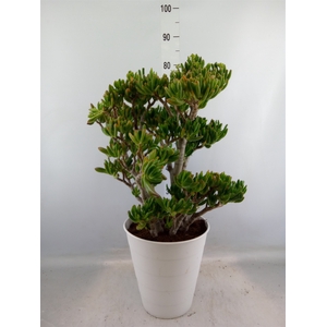 Crassula ovata 'Hobbit'