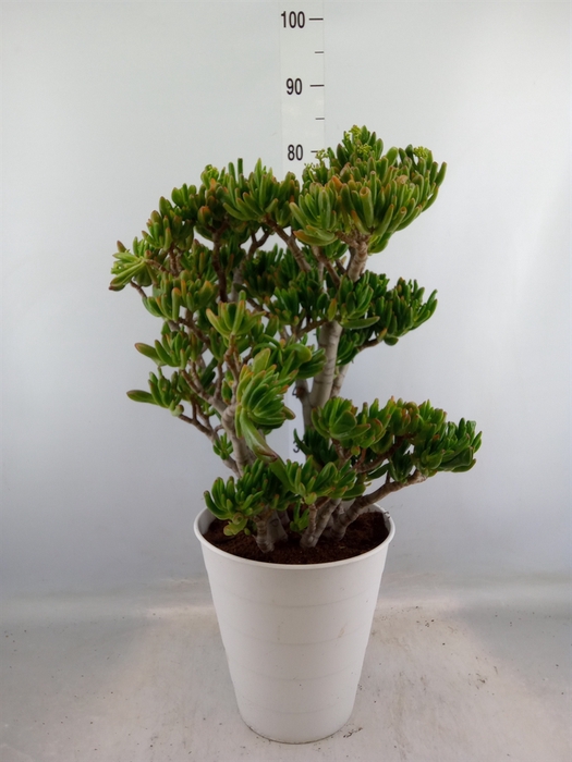 <h4>Crassula ovata 'Hobbit'</h4>