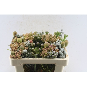 Kaaps Cone Mix Gemengd In Bos