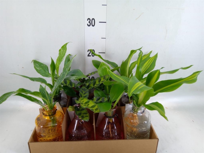 <h4>Planten  ..mix</h4>