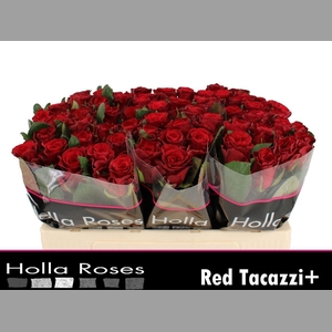 R Gr Red Tacazzi+