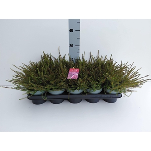 Erica darley. 'Kramer's Rote'