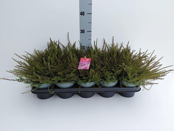 <h4>Erica darley. 'Kramer's Rote'</h4>