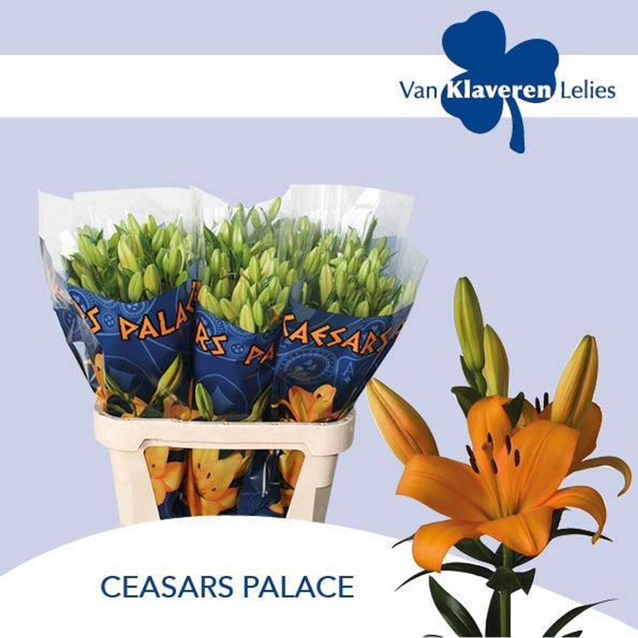 <h4>LI LA CAESARS PALACE LI LA CAESARS</h4>