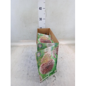 Allium   ...flowerbulbs