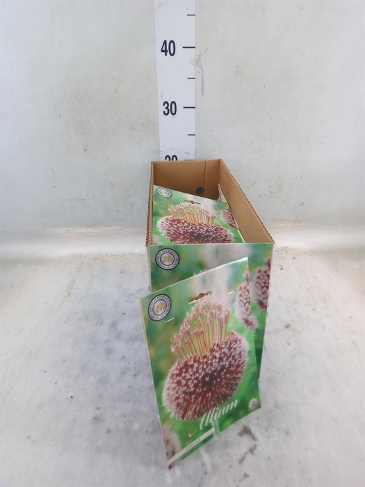 <h4>Allium   ...flowerbulbs</h4>