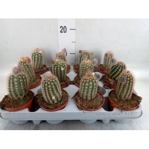 Cactus   ...