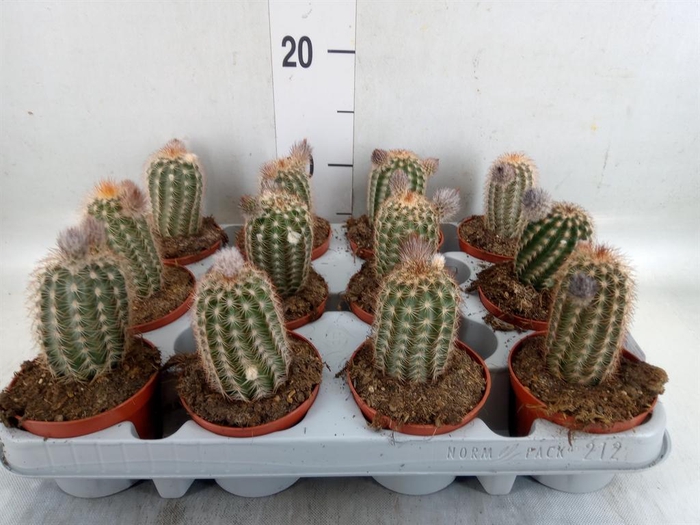 <h4>Cactus   ...</h4>