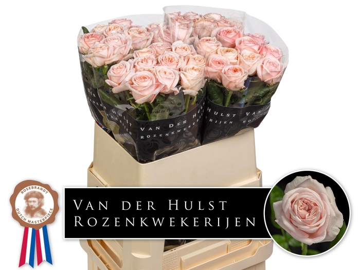 <h4>R GR TRES JOLIE</h4>